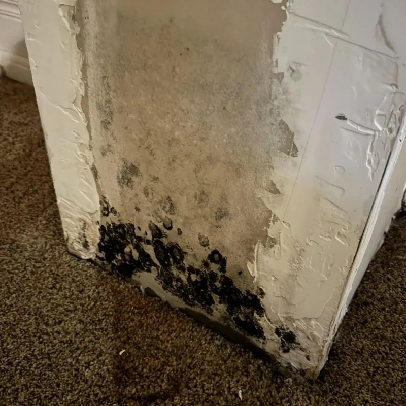 Professional Mold Removal in Wade, MS